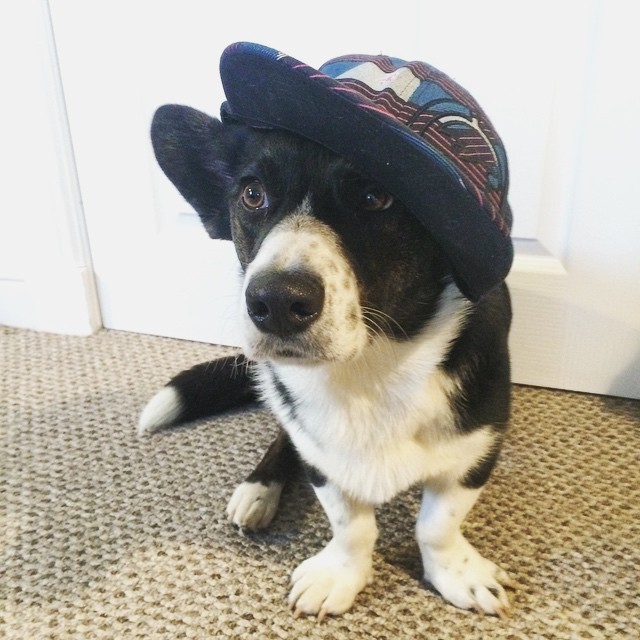 Jasper in a baseball hat